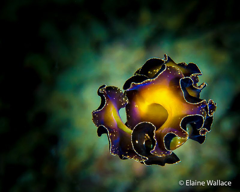Night dive in Bunaken, a free swimming flat worm that eve... by Elaine Wallace 