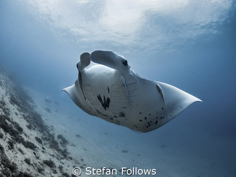 Suspension

Manta Ray - Manta alfredi

Manta Point, B... by Stefan Follows 
