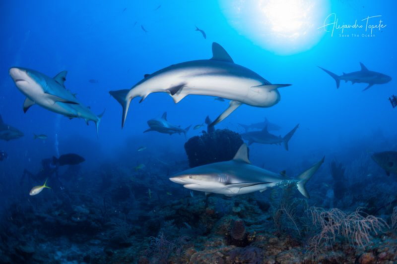 Reef Sharks in a Row, Gardens of the Queen, Cuba by Alejandro Topete 