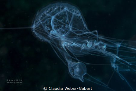 smoke in the water by Claudia Weber-Gebert 
