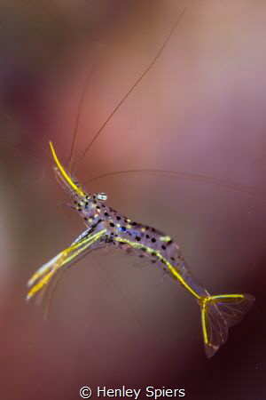 Shrimp Infatuation by Henley Spiers 