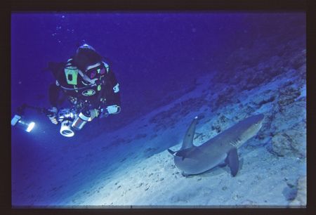 diver looking at a shark strobe fires with the shot and l... by Trevor Smith 