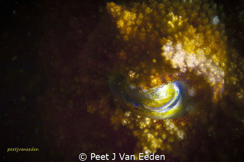 The ever changing colors of a cuttlefish by Peet J Van Eeden 