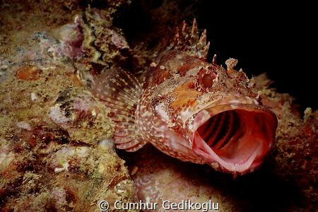 Scorpaena maderensis
Yawning for territory by Cumhur Gedikoglu 