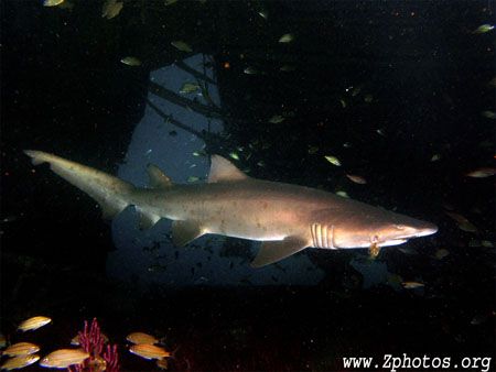 This Sand Tiger was happy to pose for a few seconds... by Zaid Fadul 