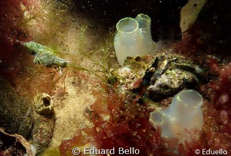 Little green seaweed nudibranch by Eduard Bello 