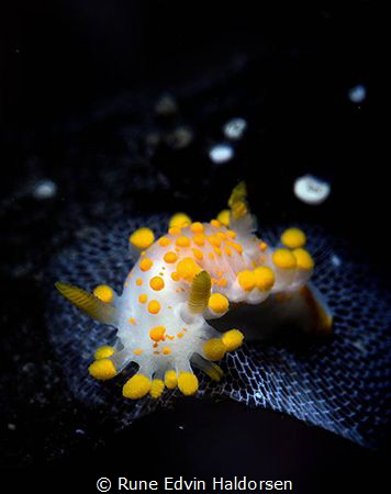 Limacia clavigera by Rune Edvin Haldorsen 