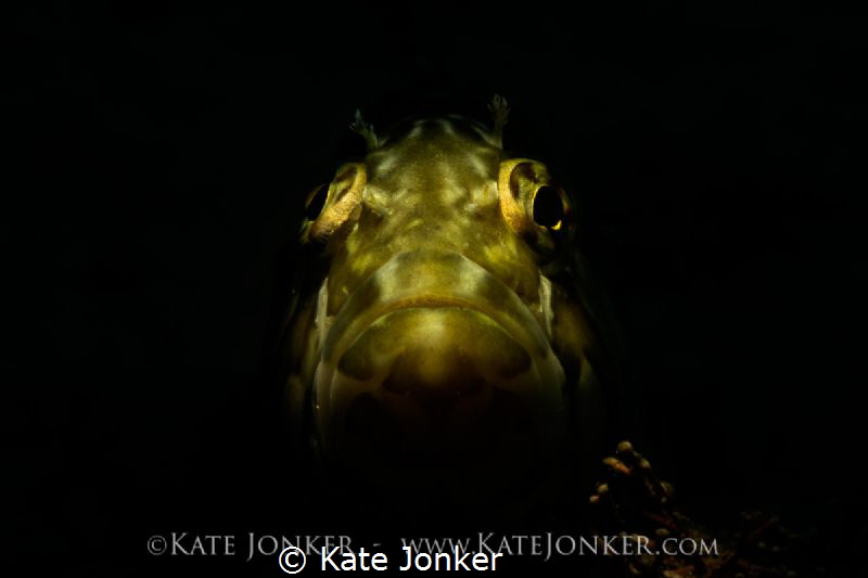 Bohemian Rhapsody
Snooted Super Klipfish at Stone Dog in... by Kate Jonker 