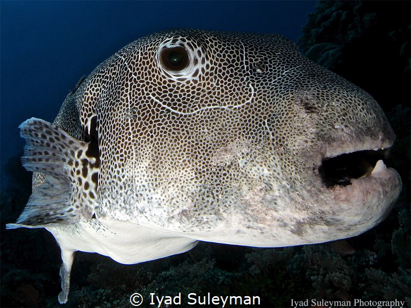 Fish Portrait by Iyad Suleyman 