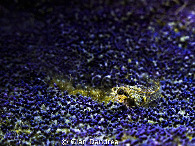 small nudibranch warning by Gian Dandrea 