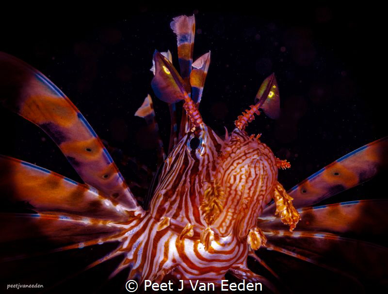 The Winged Soldier

The scientific name for the Devil F... by Peet J Van Eeden 