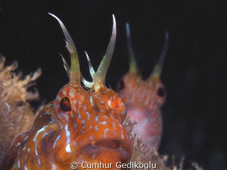 Parablennius zvonimiri
Double curious by Cumhur Gedikoglu 
