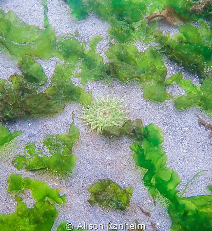 Anemone, Edmonds Pier, Puget Sound Washington by Alison Ranheim 