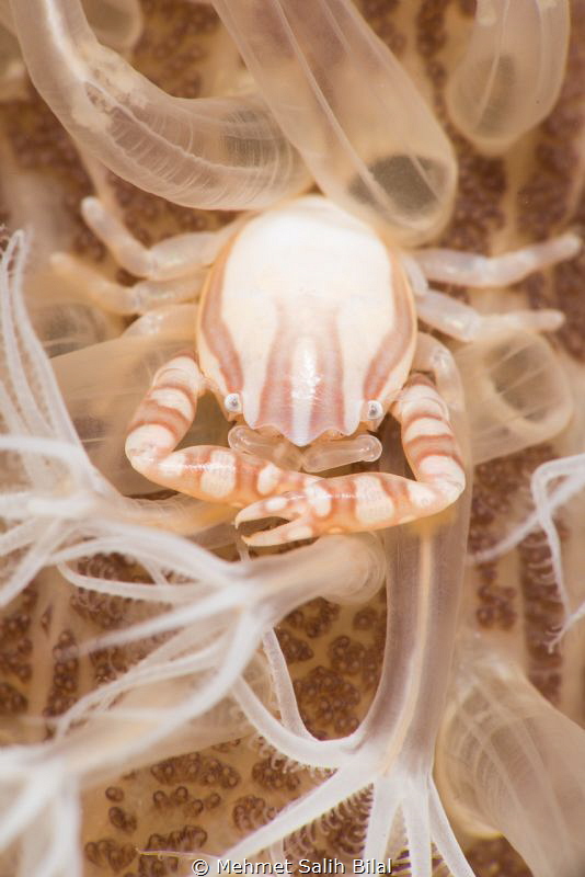 Porcelein crab at home. by Mehmet Salih Bilal 