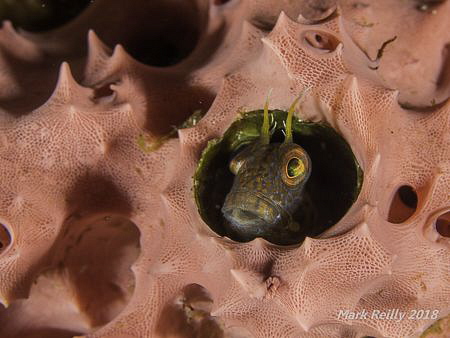 small fish in pink by Mark Reilly 