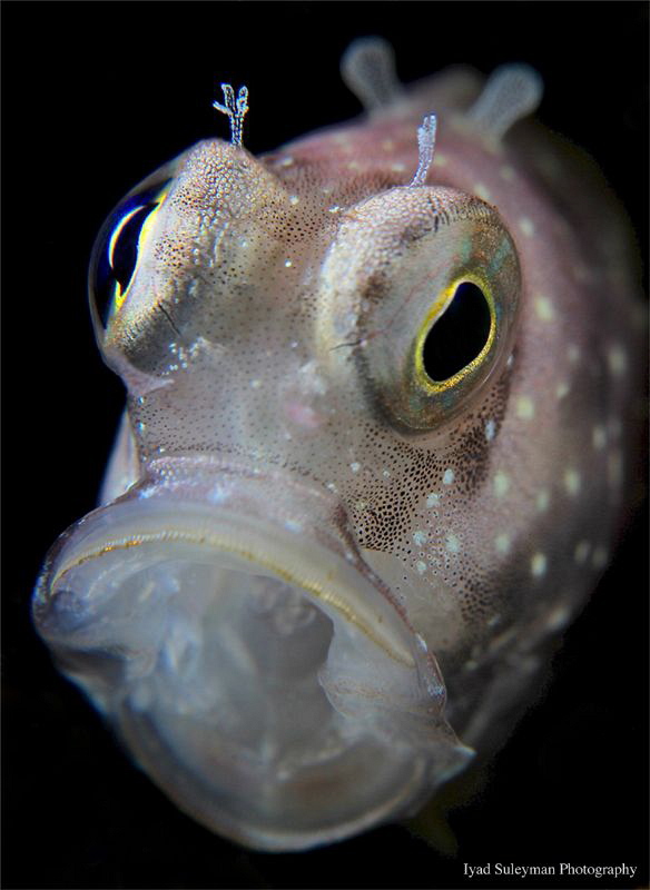 Blenny Portrait by Iyad Suleyman 