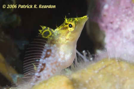Diamond Blenny. D100 and 105 lens. by Patrick Reardon 
