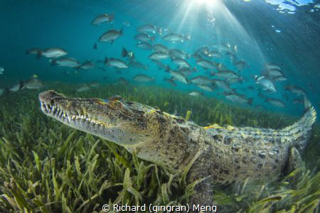 Croc‘s world by Richard (qingran) Meng 