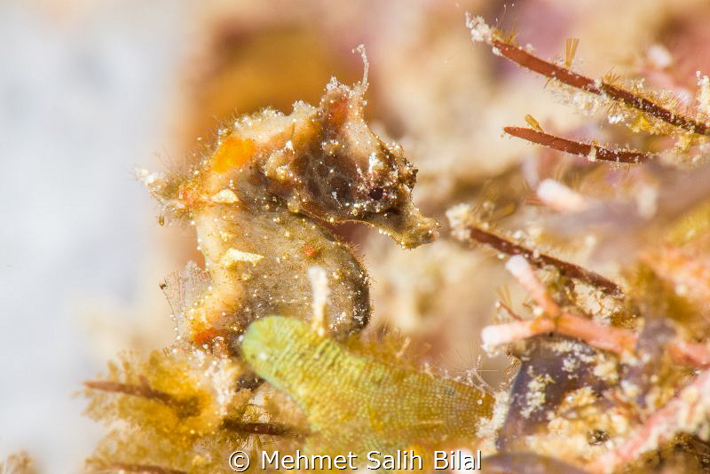 Severn's  pygmy seahorse. by Mehmet Salih Bilal 