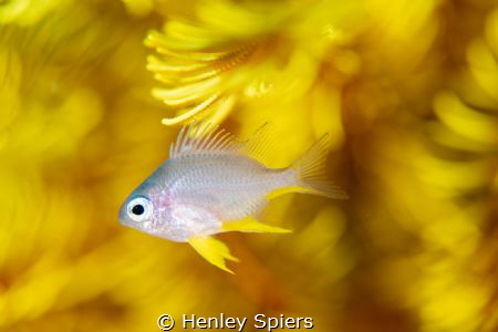 Mellow Yellow by Henley Spiers 