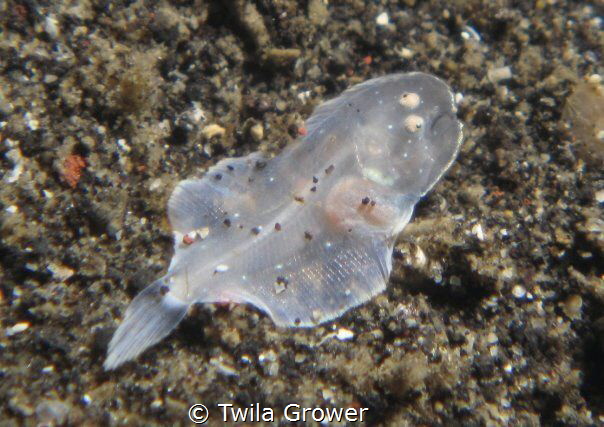 This sole was so teeny tiny I thought it was a flatworm u... by Twila Grower 