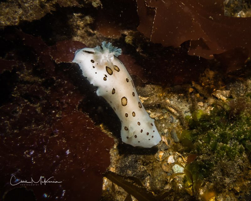 Leopard Droid Nudibranch by Chris Mckenna 