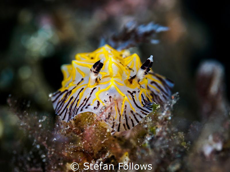 Well, That Was Awkward ... !

Nudibranch - Reticulidia ... by Stefan Follows 