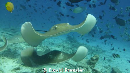 Costa cruise stayed 3 days at the Maldives we did 8 dives... by David Pressler 