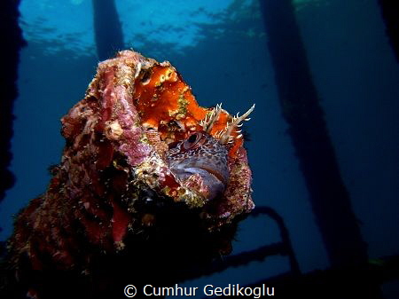 Parablennius gattorugine by Cumhur Gedikoglu 