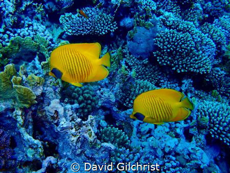 Pair of Masked Butterflyfish(Chaetodon semilarvartus)
Re... by David Gilchrist 
