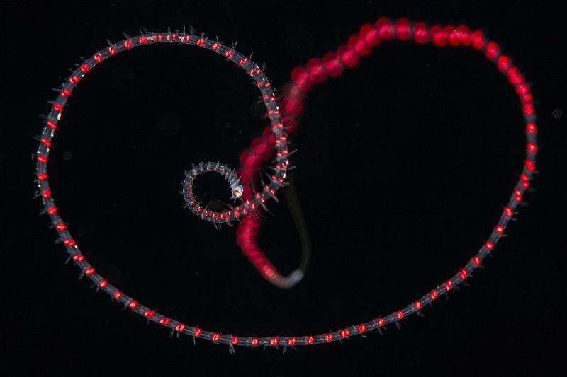 Worm while Blackwaterdive by Doris Vierkötter 