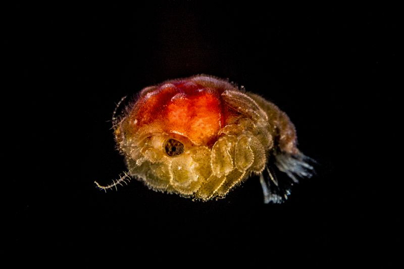 juvenile crab blackwater by Doris Vierkötter 