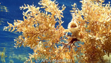 frogfish with a fisheye lens. by Arun Madisetti 