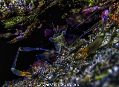 Neon shrimp by Carsten Schroeder 