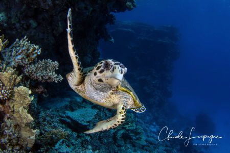 Tortue imbriquée Hurghada ! by Claude Lespagne 