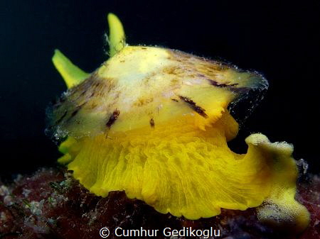 Tylodina perversa
Yellow by Cumhur Gedikoglu 
