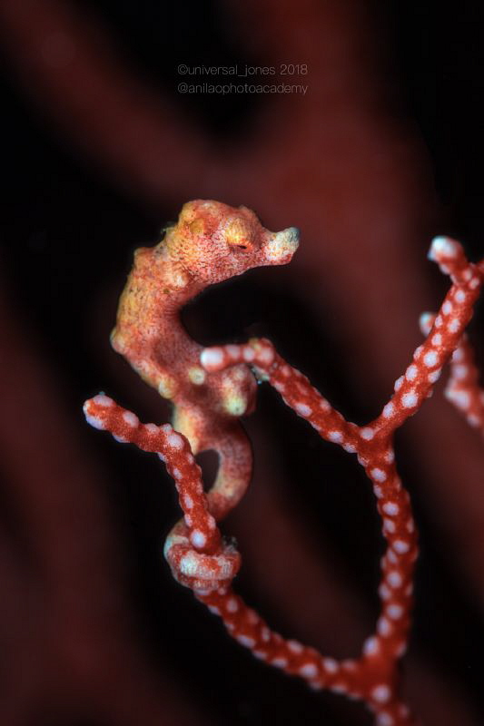 Hippocampus denise by Wayne Jones 