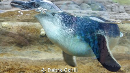 Little Penguin Taronga Zoo Sydney by Debra Cahill 