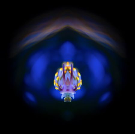 IN TRANCE
Cuthona Sibogae Nudibranch by Ipah Uid 