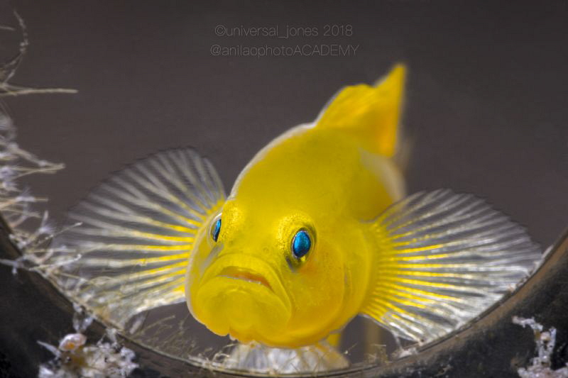 Lubricogobius exiguus - Yellow Pygmy Goby - Life in a Bottle by Wayne Jones 