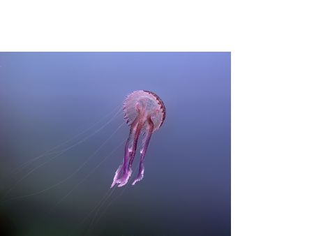 This was taking while Diving from Cala Bona in Mallorca/M... by Dave Johnston 