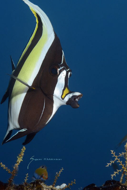Moorish Idol by Suzan Meldonian 