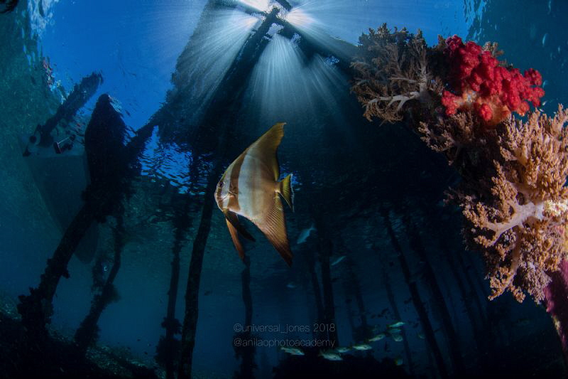 Batfish with Sunburst by Wayne Jones 
