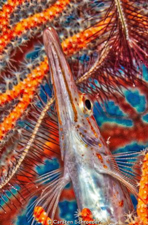 Longnose Hawk Fish by Carsten Schroeder 