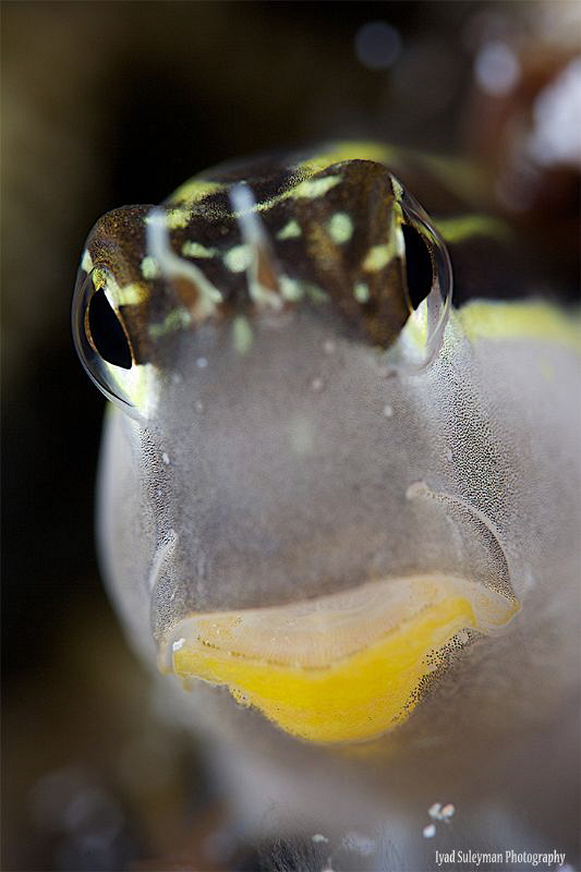 Blenny Portrait by Iyad Suleyman 