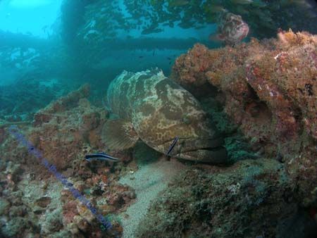 Saw this Estuary Cod and Coral Trout guarding there soon ... by Brad Cox 