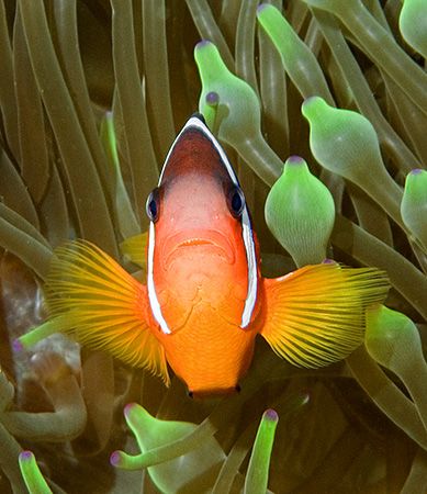 One of Fiji's Anemonefish. Nikon D100 with 60mm lens. by Jim Chambers 