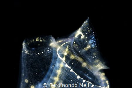 Micro architectural of ascidia
(Clavelina sp.) by Ferdinando Meli 