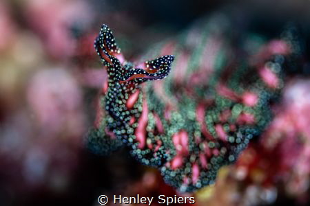Persian Carpet Flatworm by Henley Spiers 