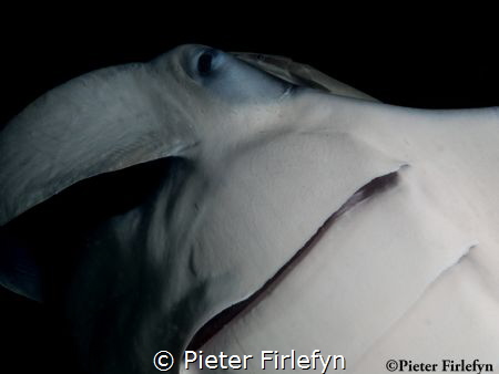 Manta with rimoura by Pieter Firlefyn 